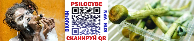 Псилоцибиновые грибы Psilocybine cubensis Красный Сулин